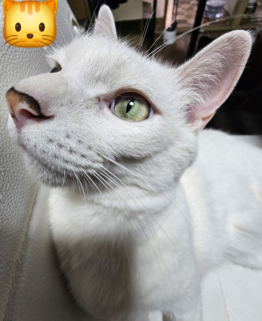 投稿写真