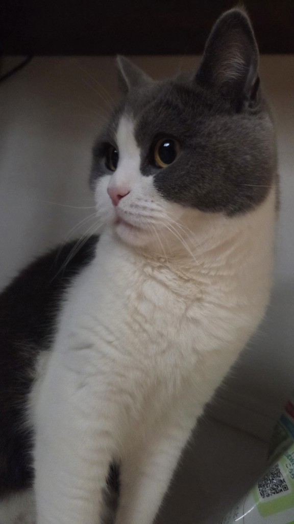 投稿写真