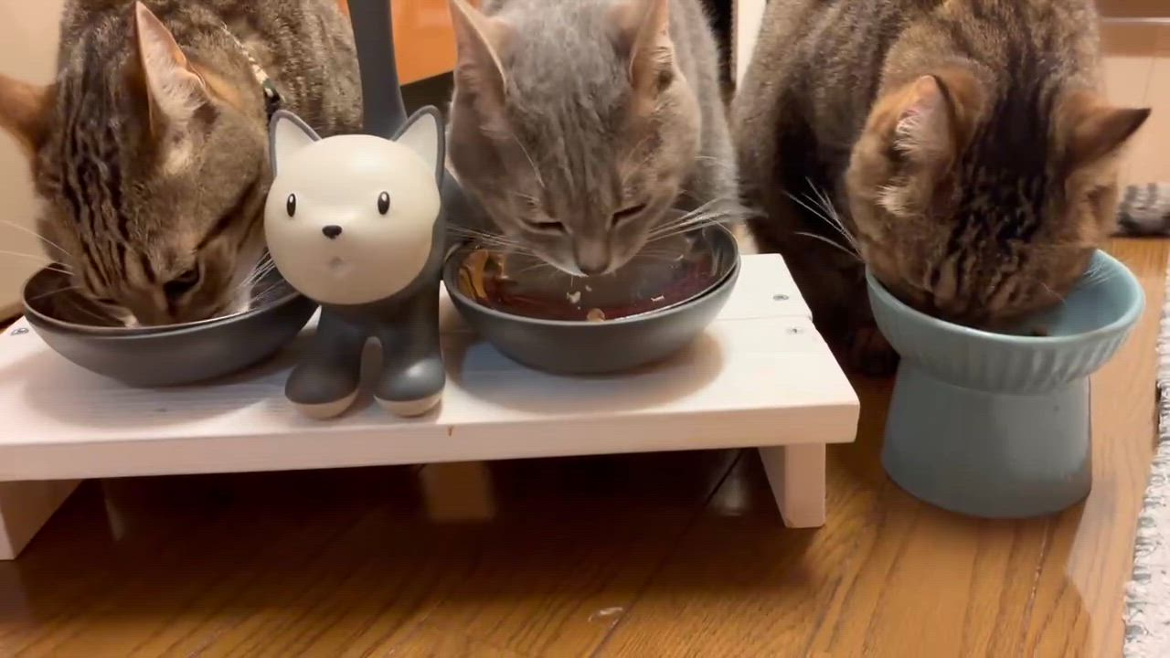 投稿写真