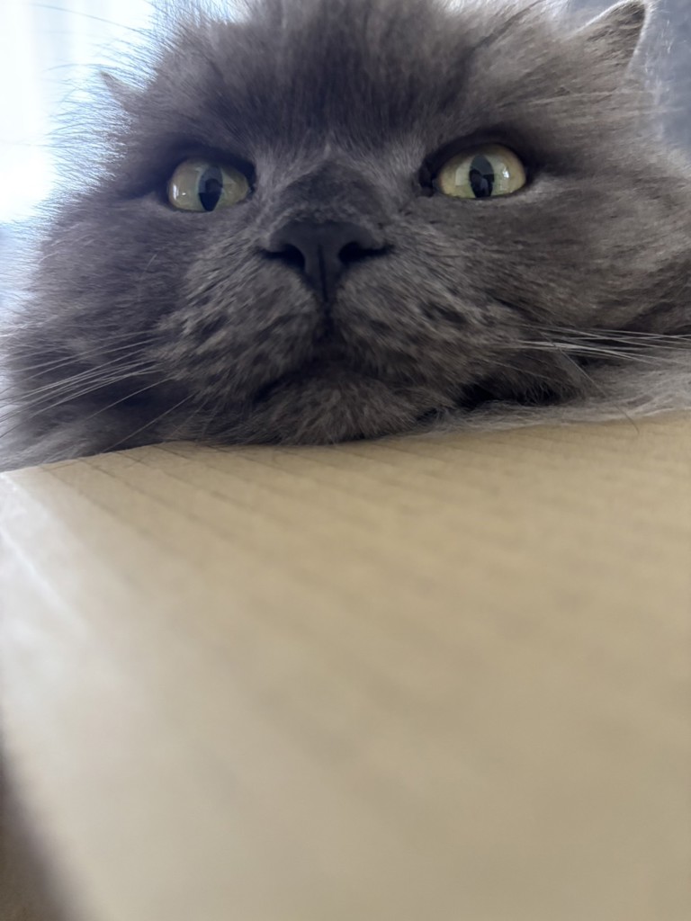 投稿写真