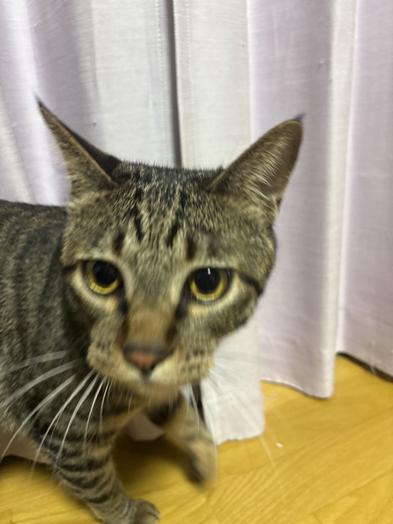 投稿写真