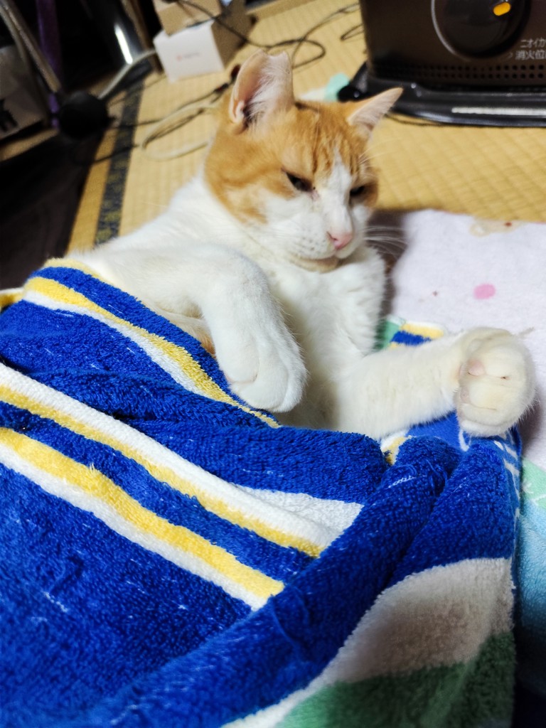 投稿写真