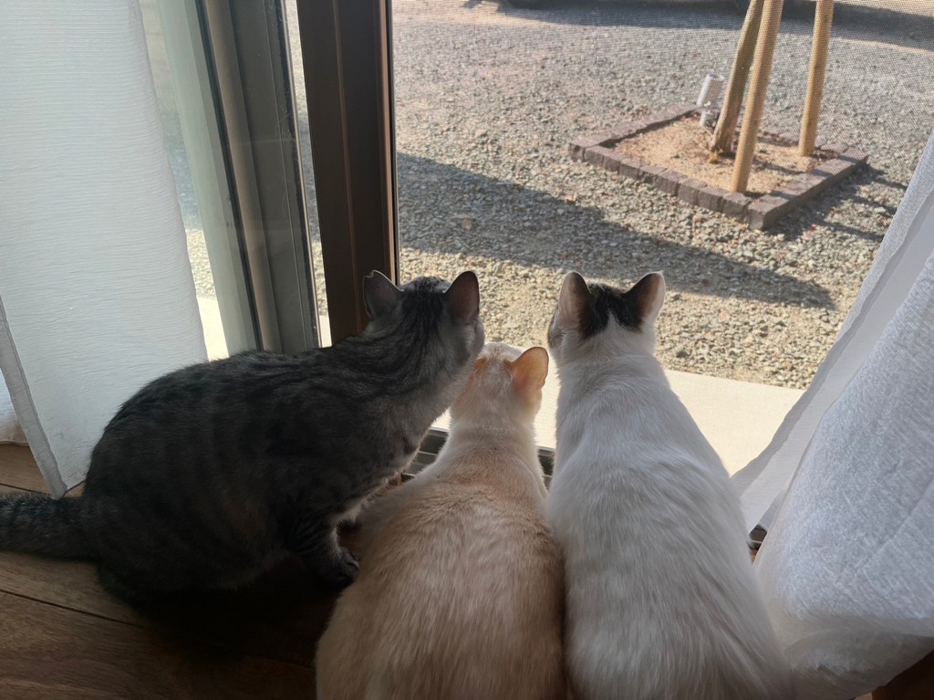 投稿写真