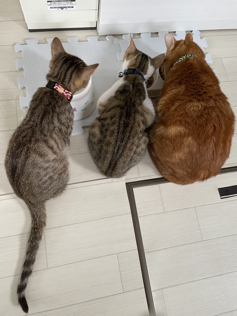 投稿写真