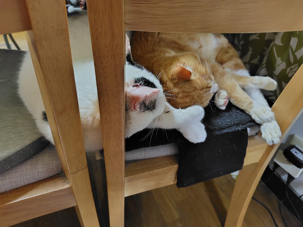 投稿写真