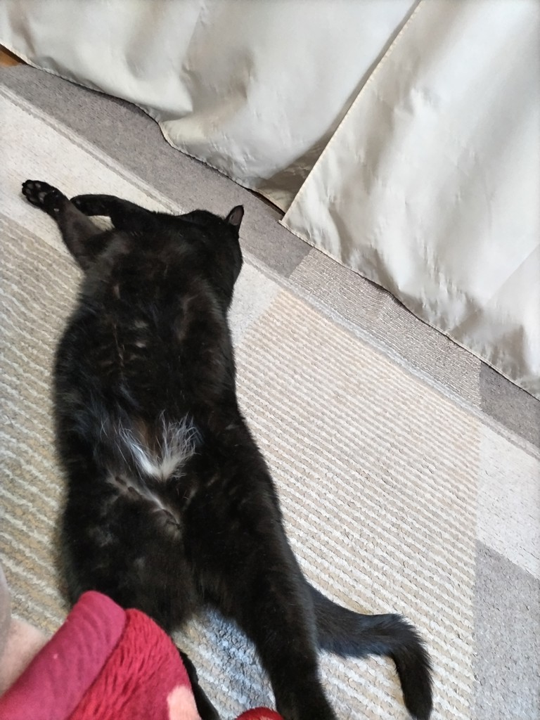 投稿写真