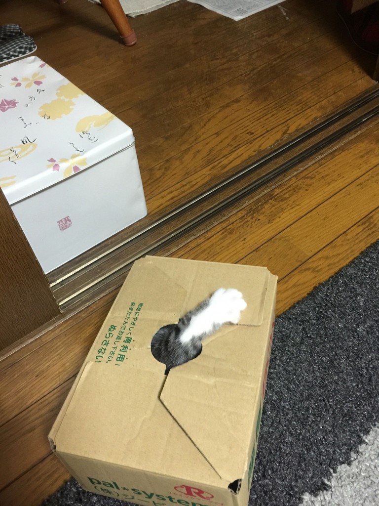 投稿写真
