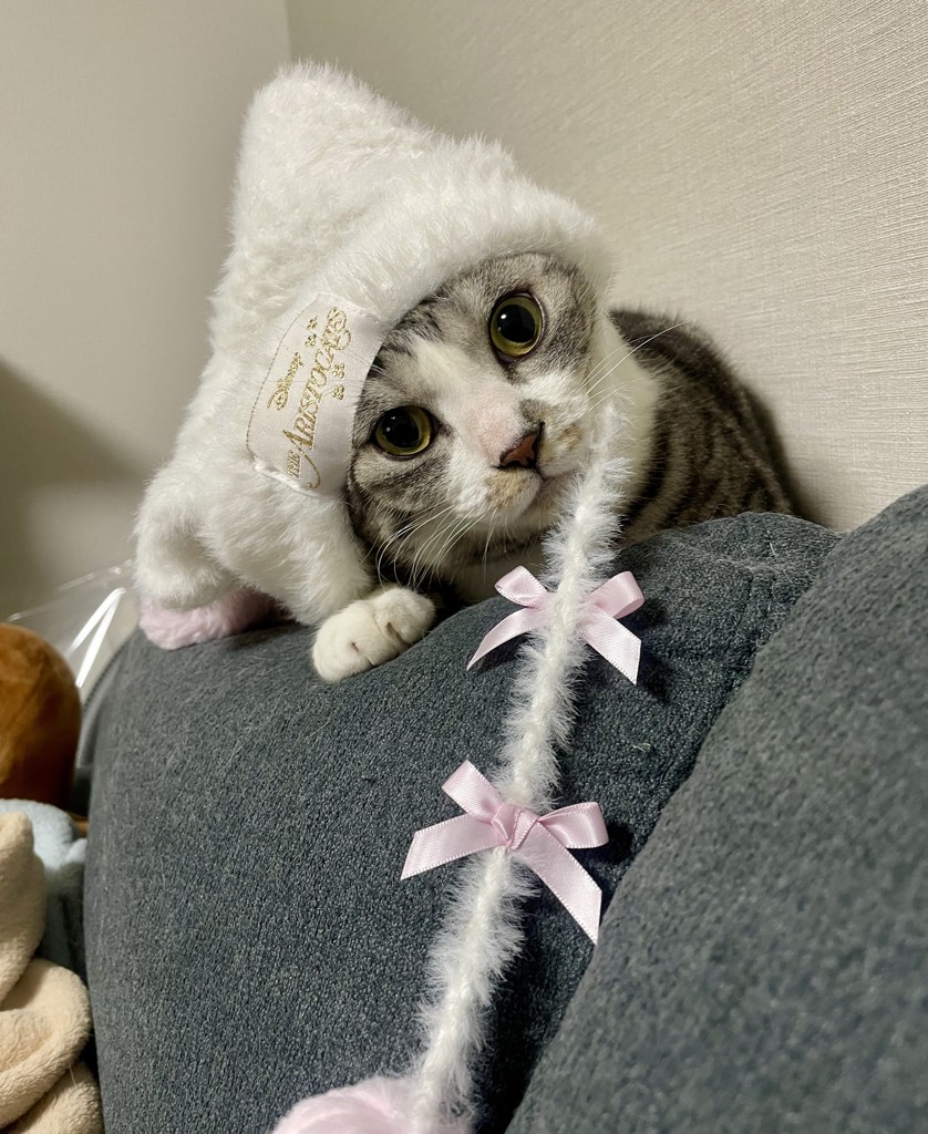 投稿写真