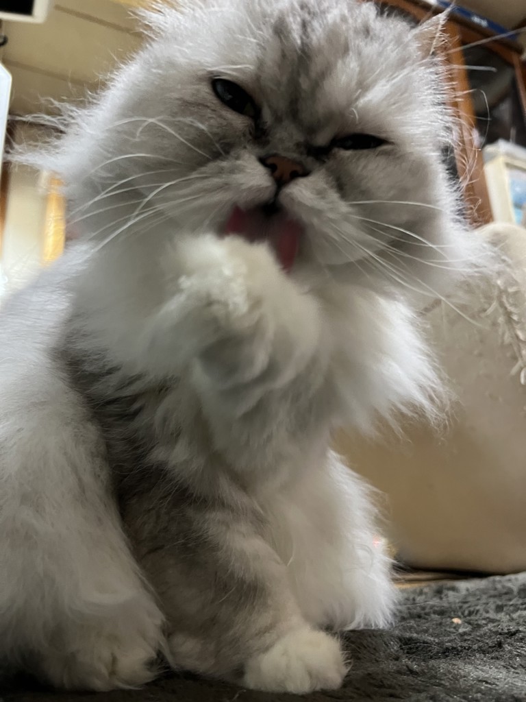 投稿写真
