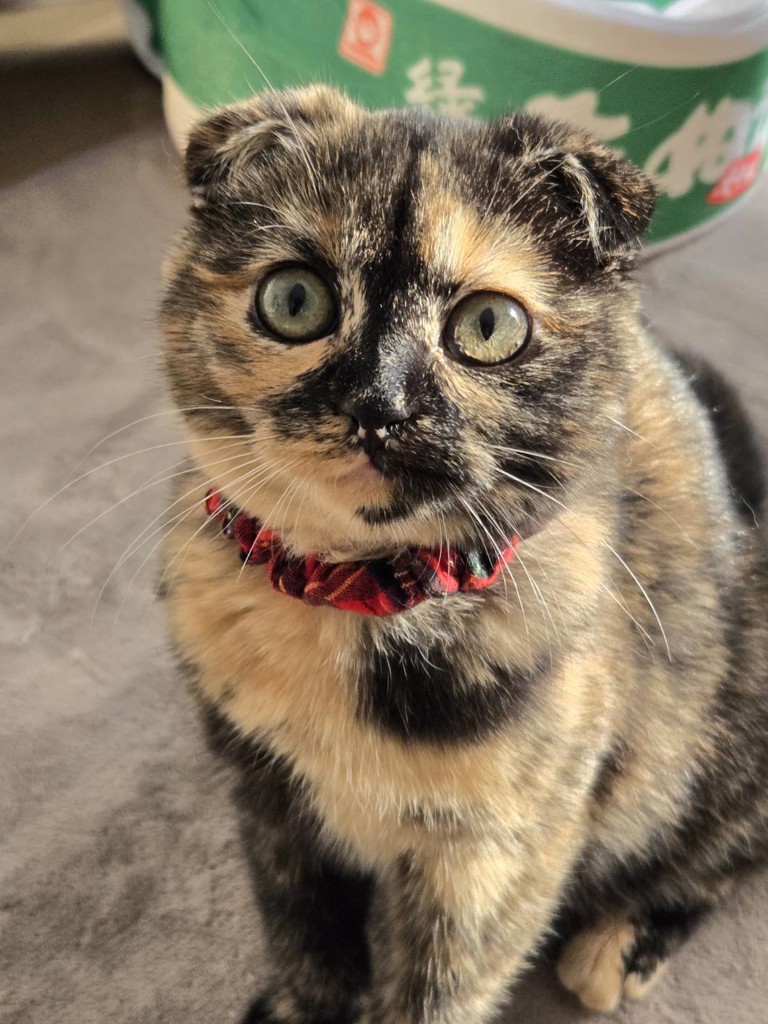 投稿写真