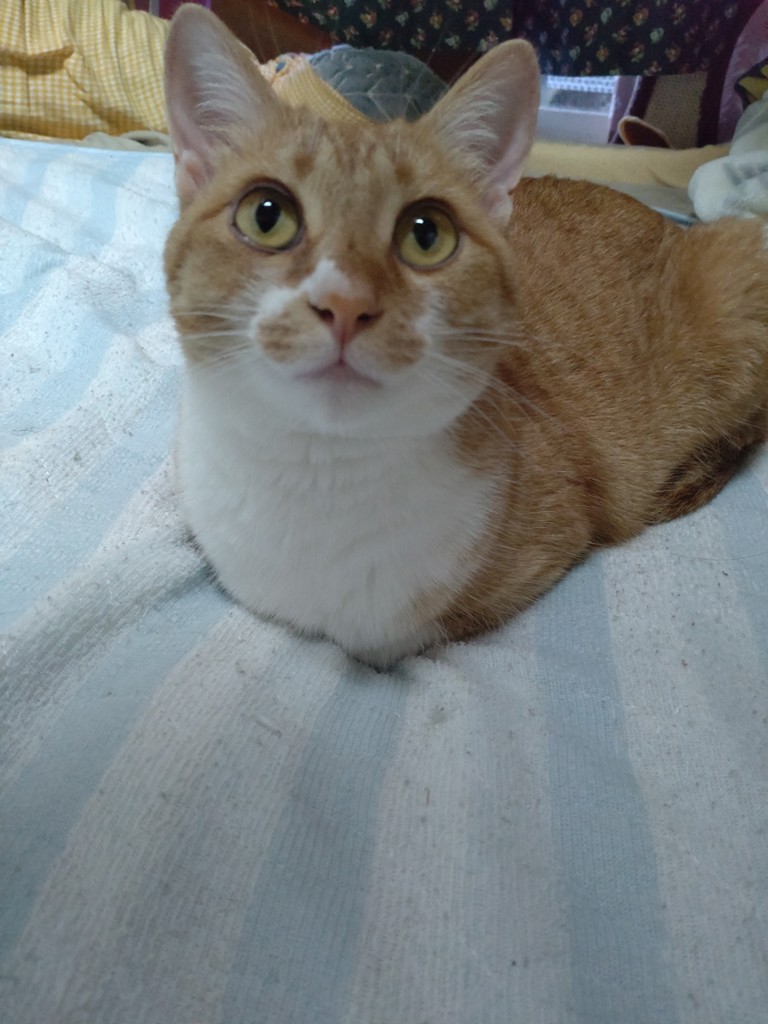 投稿写真