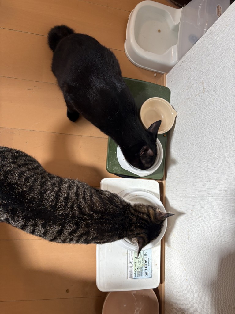 投稿写真