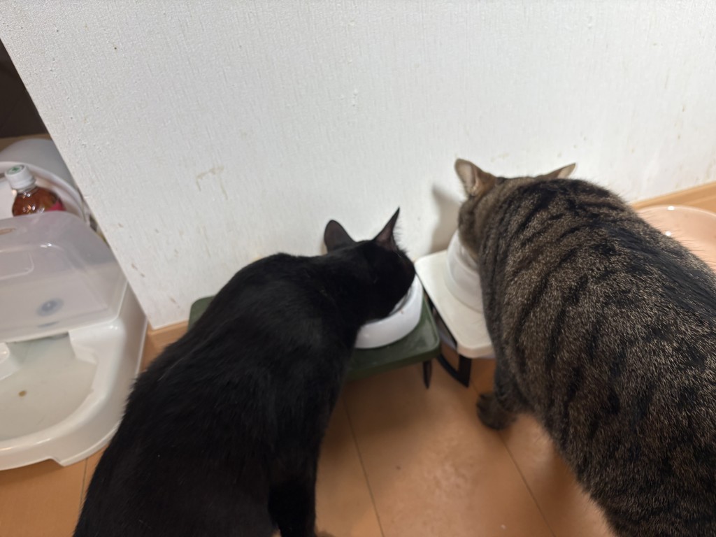 投稿写真