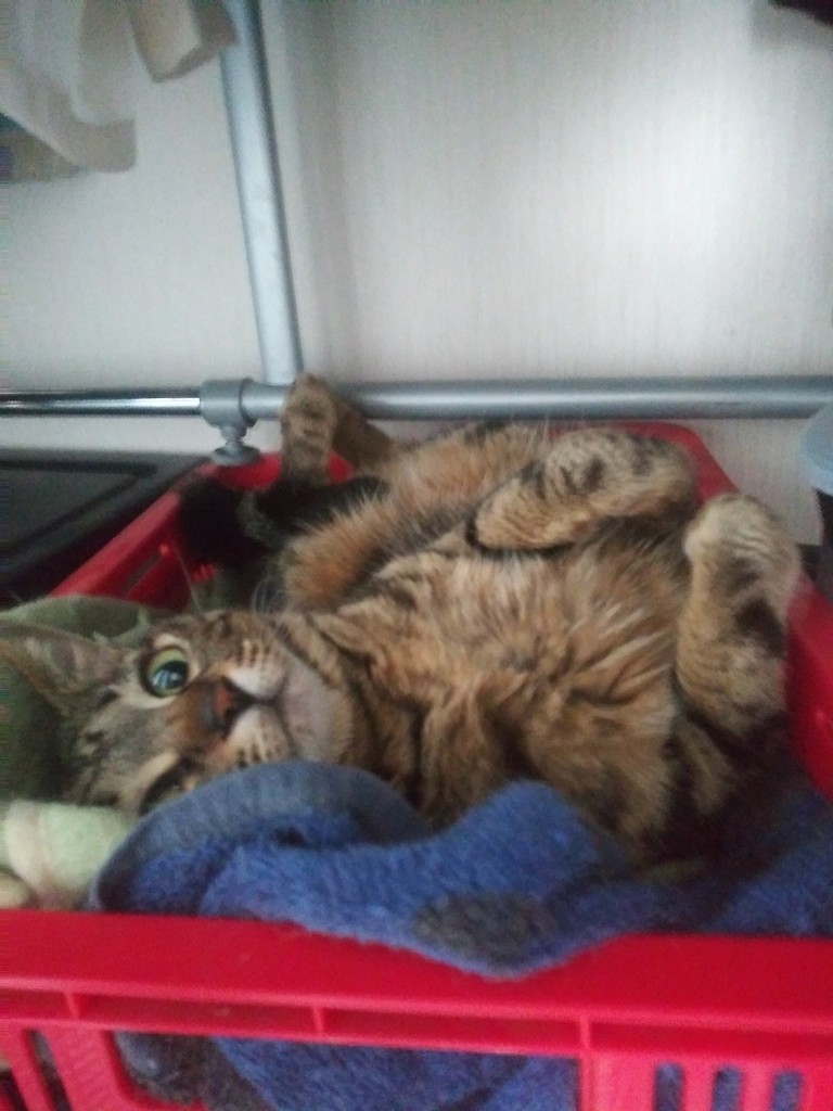 投稿写真
