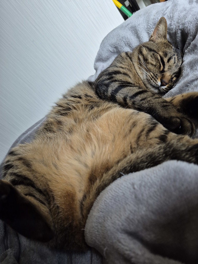 投稿写真