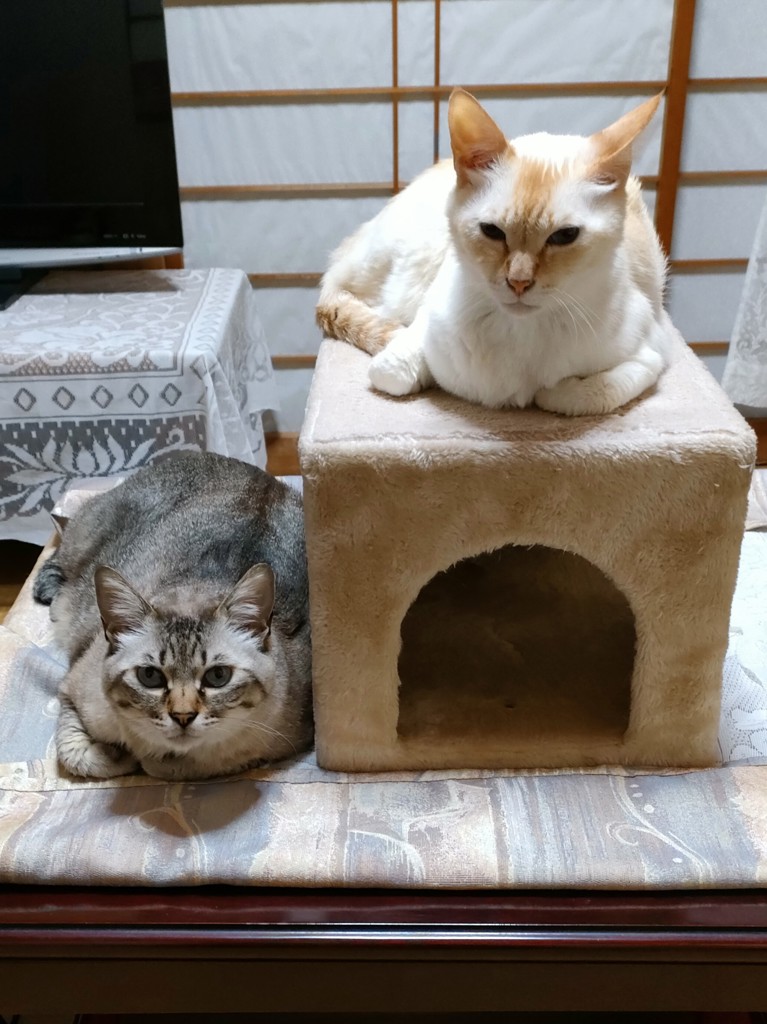 投稿写真
