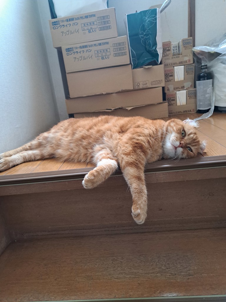 投稿写真
