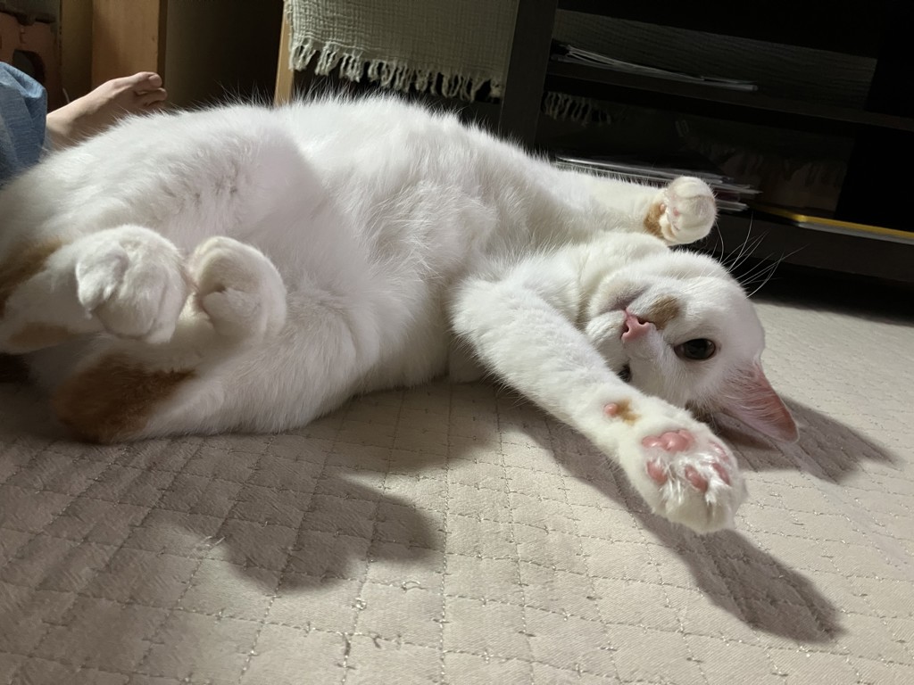 投稿写真