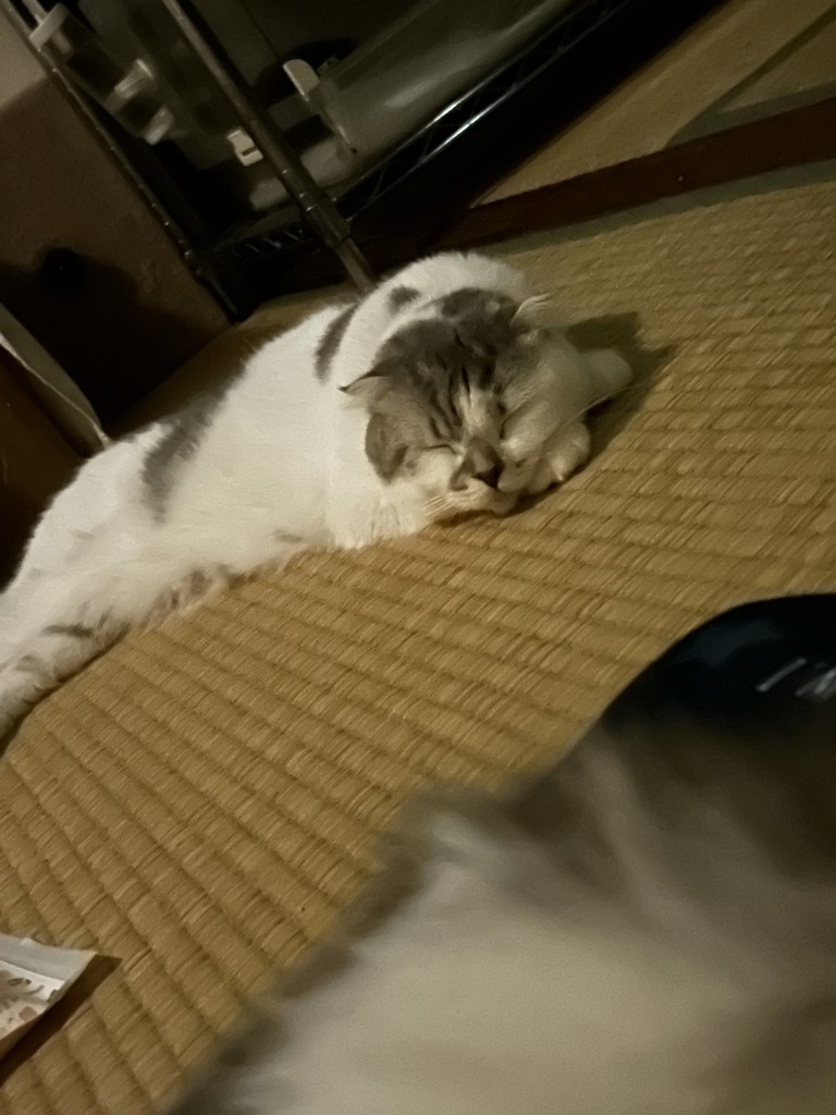 投稿写真