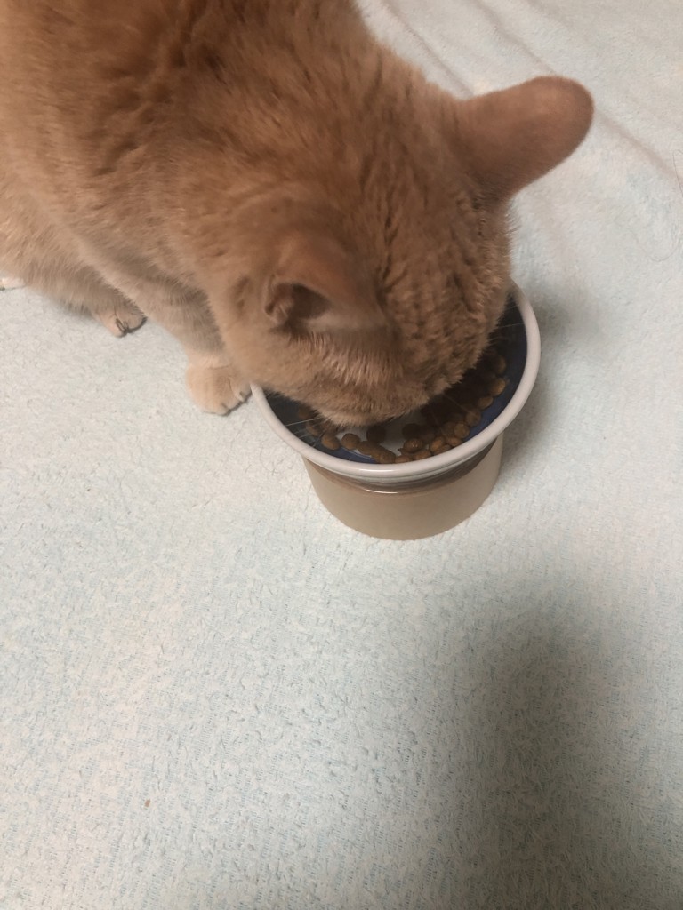 投稿写真
