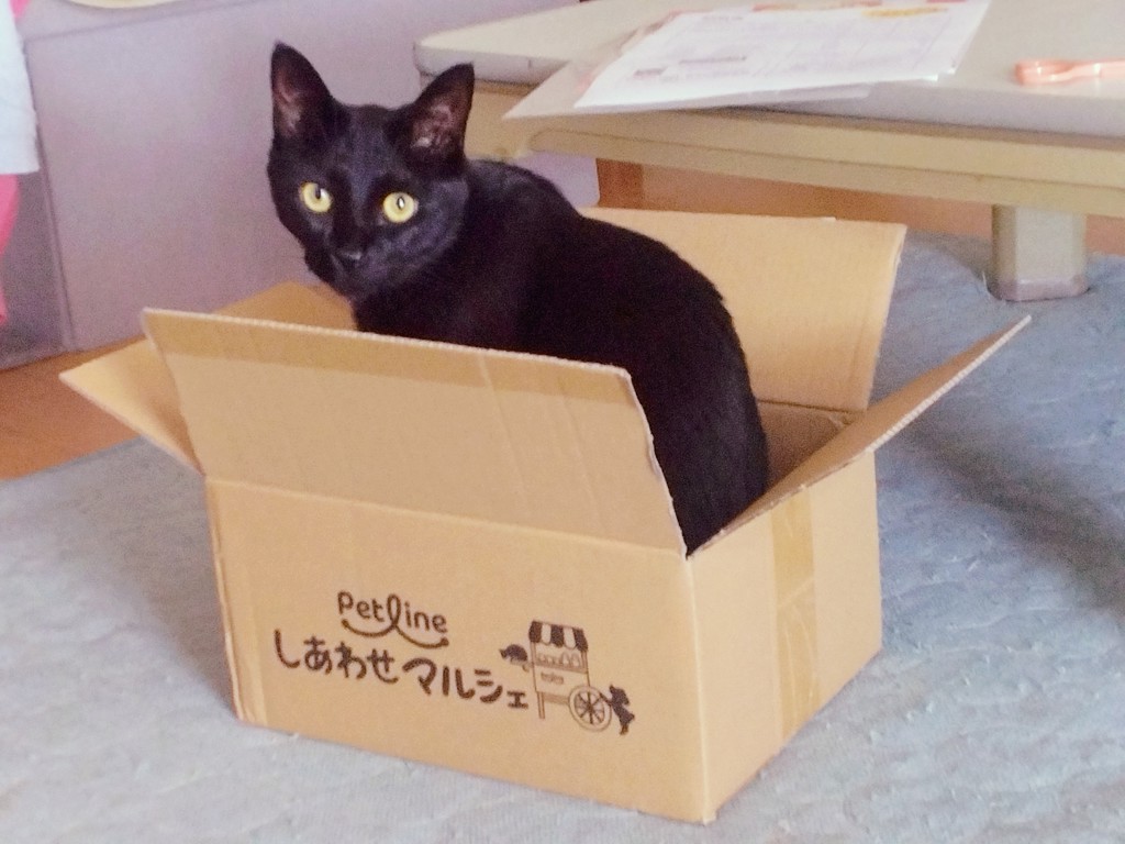 投稿写真