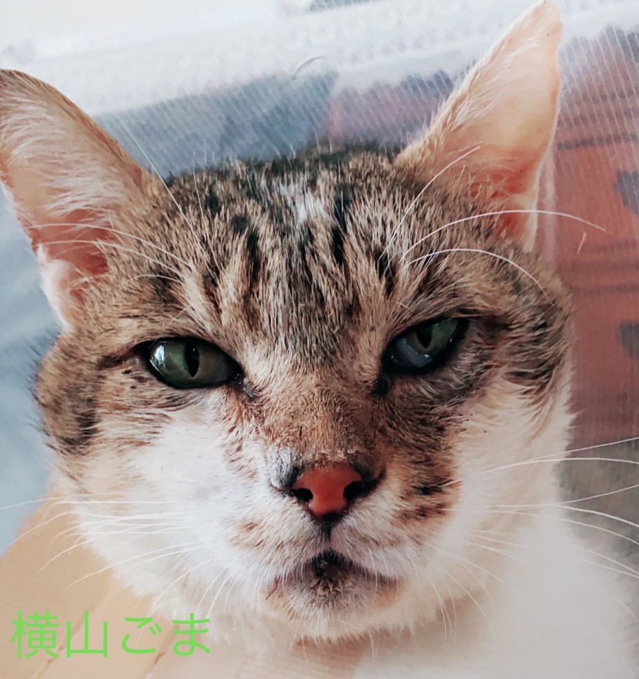 投稿写真