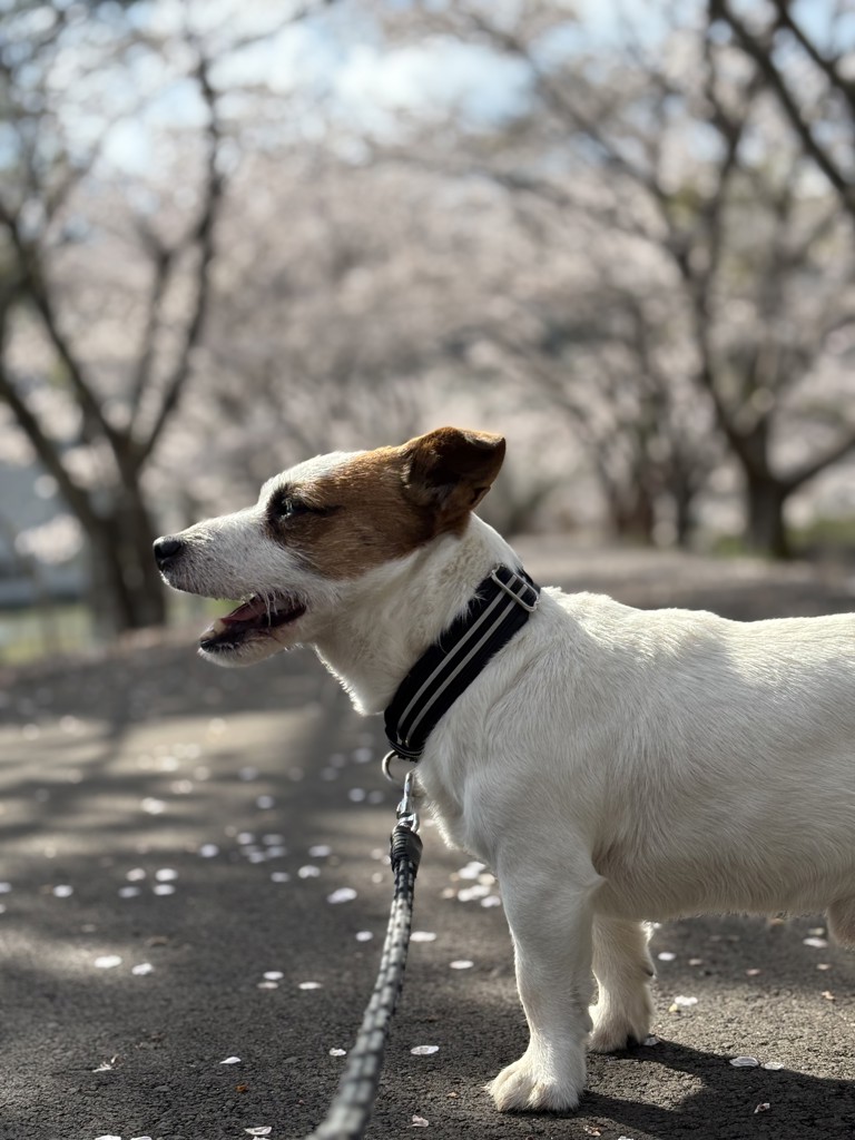 投稿写真