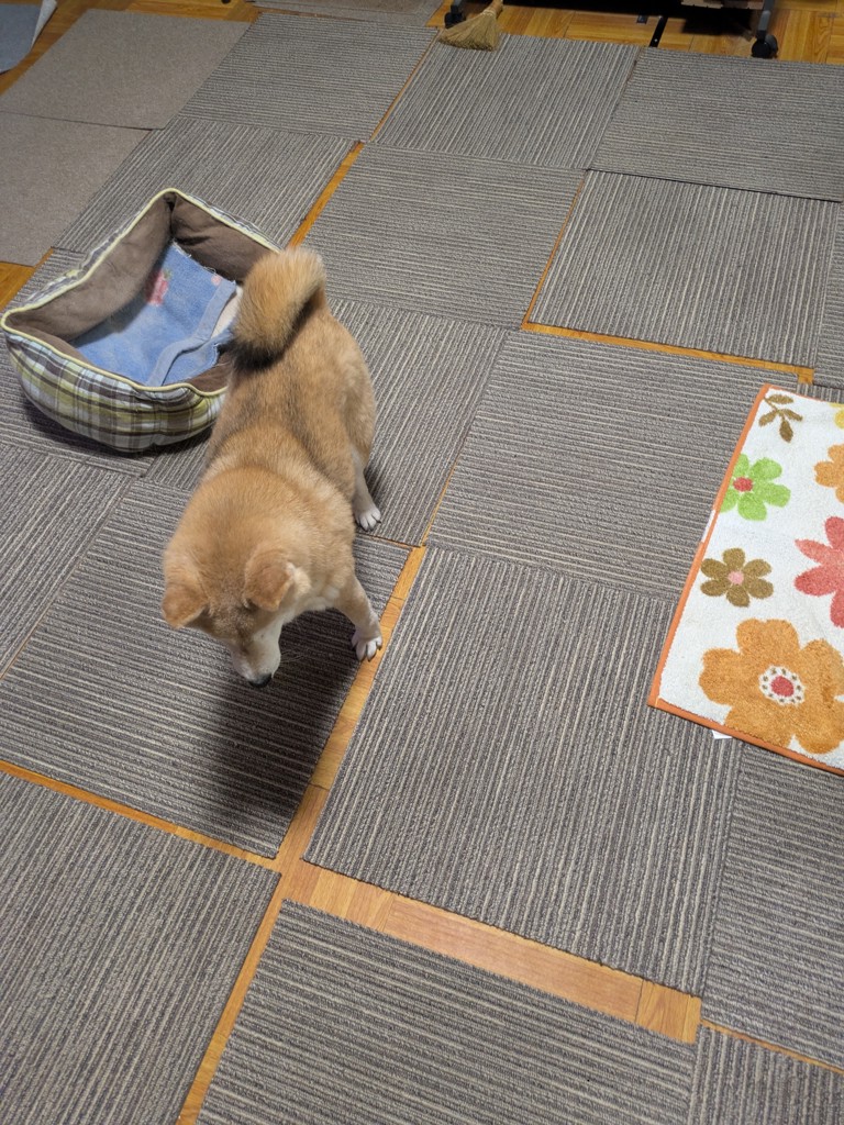 投稿写真