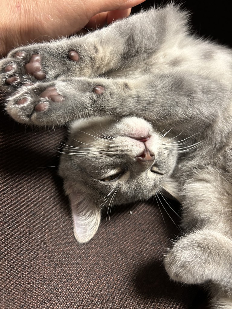 投稿写真