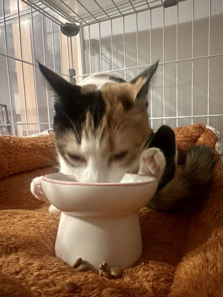 投稿写真