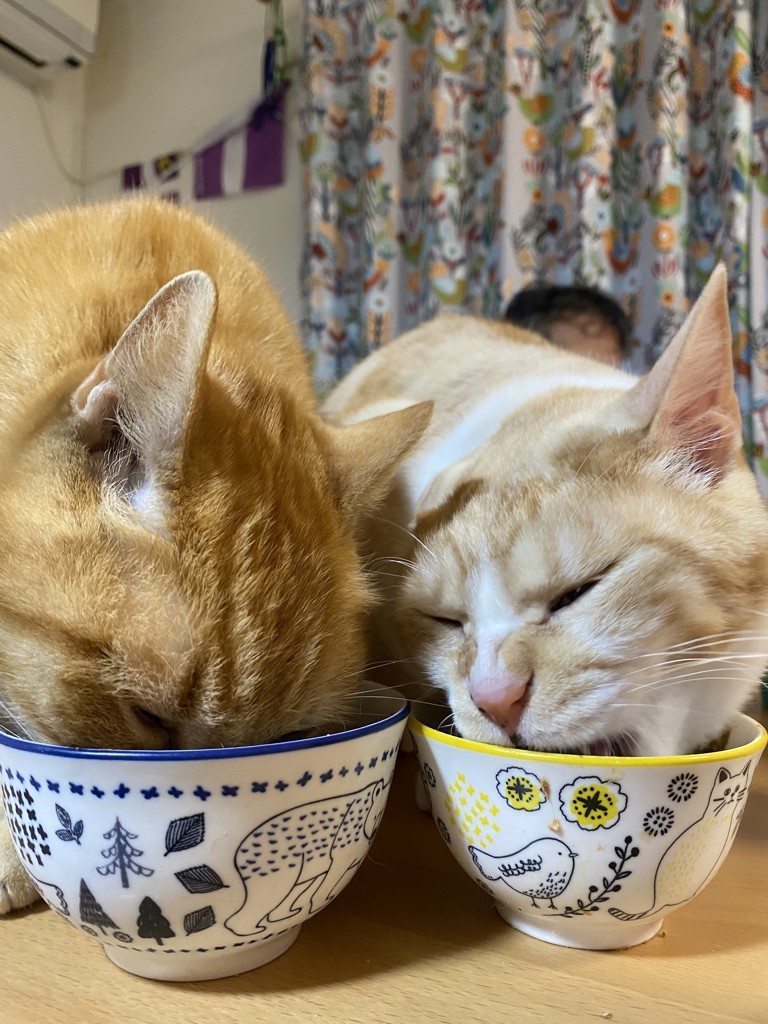 投稿写真