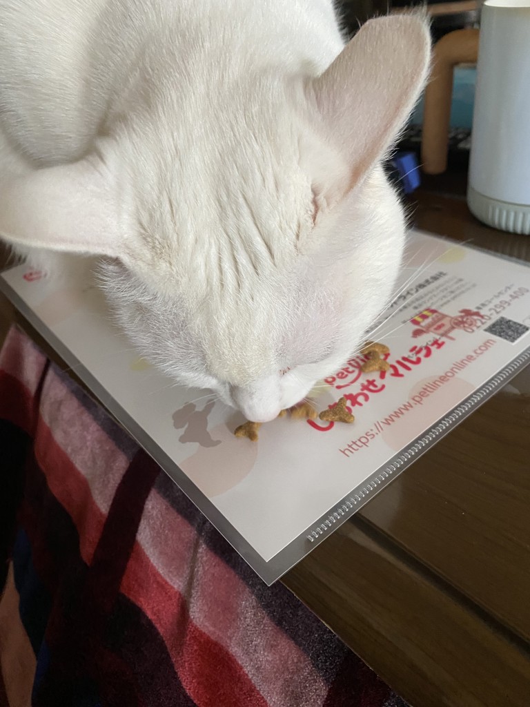 投稿写真