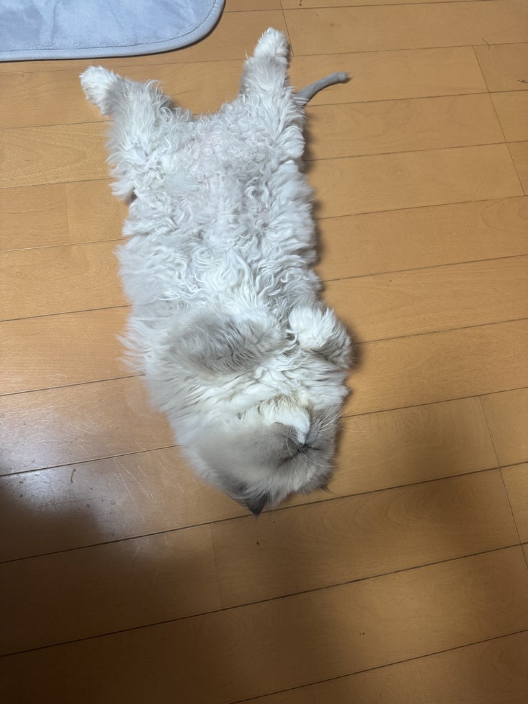 投稿写真
