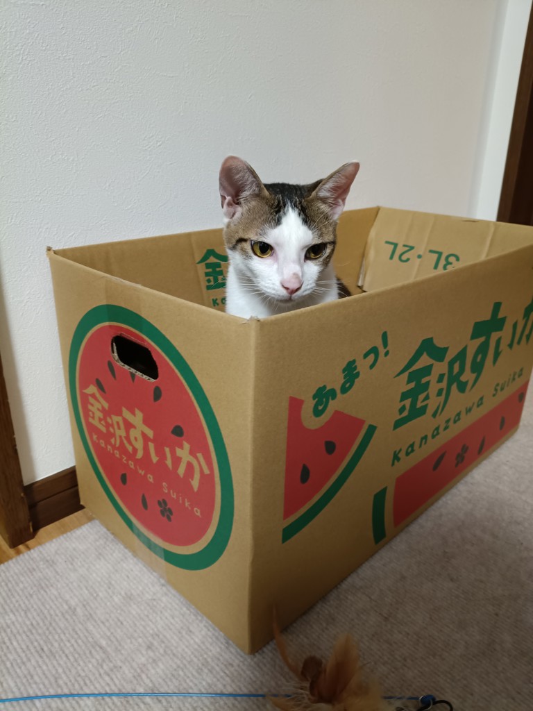 投稿写真