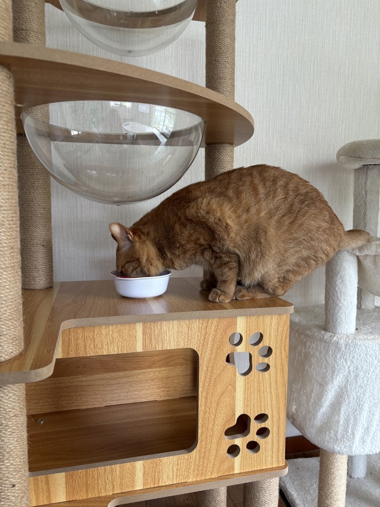 投稿写真