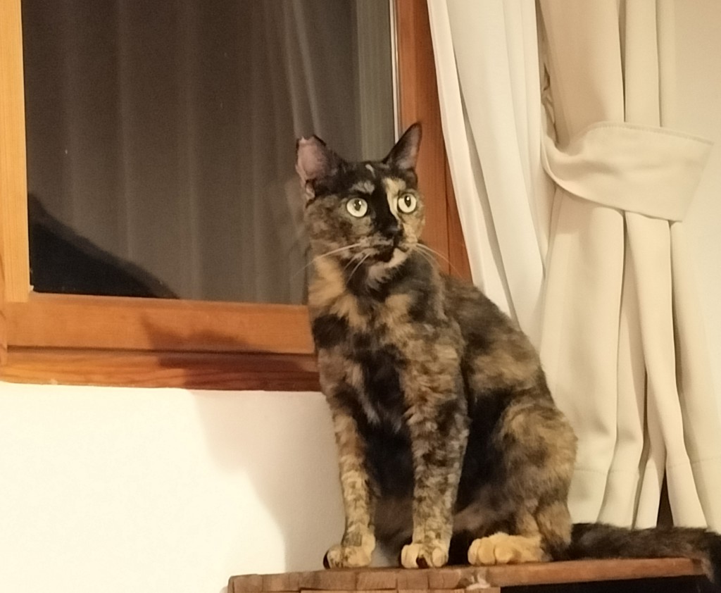投稿写真