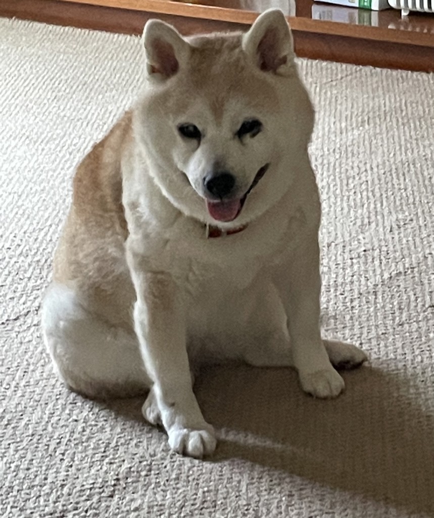 投稿写真