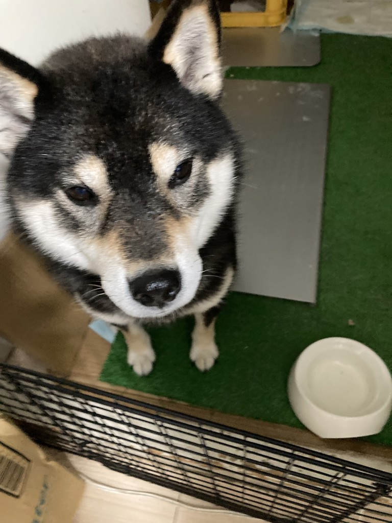 投稿写真