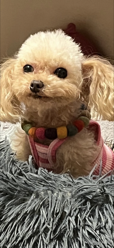 投稿写真