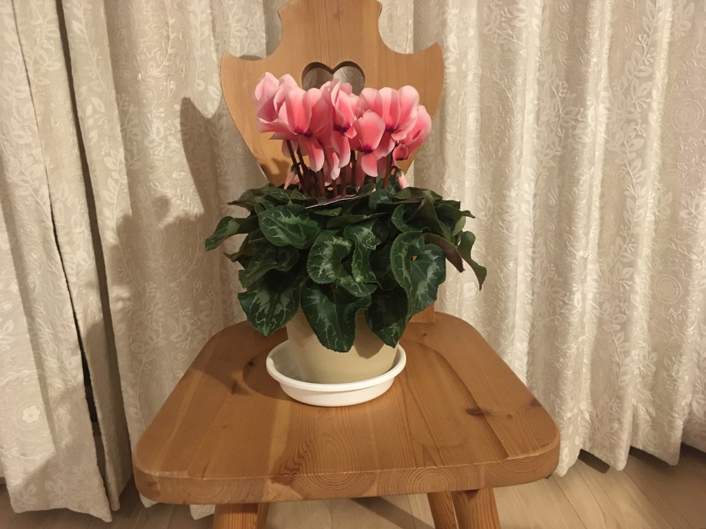 投稿写真
