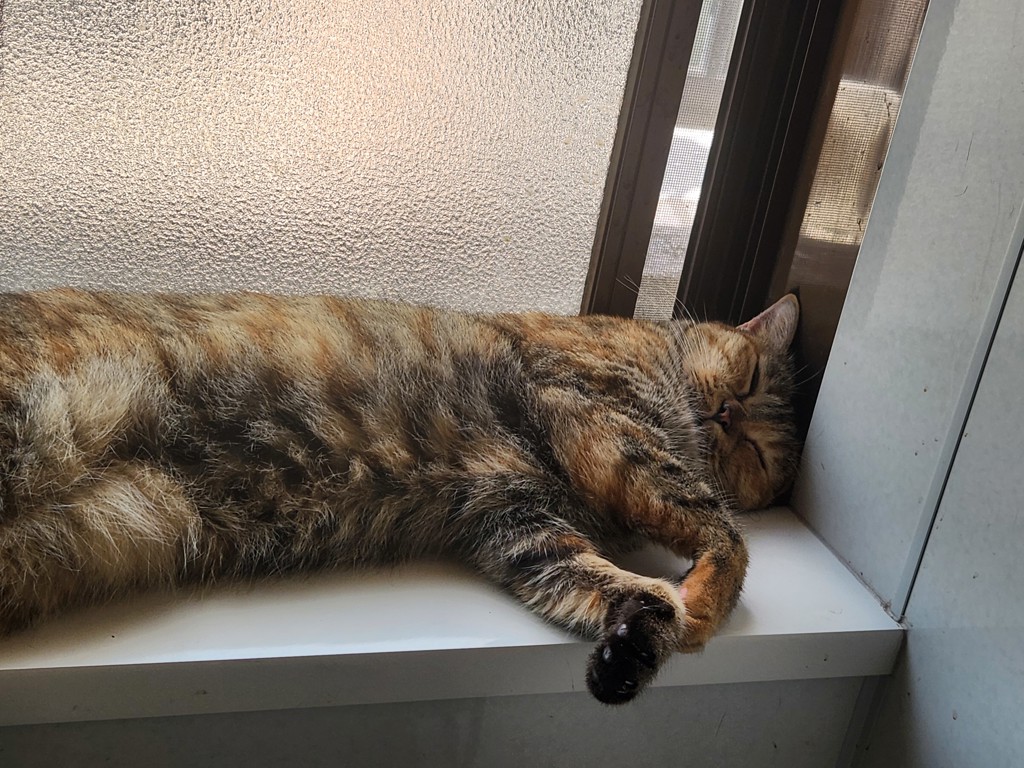 投稿写真