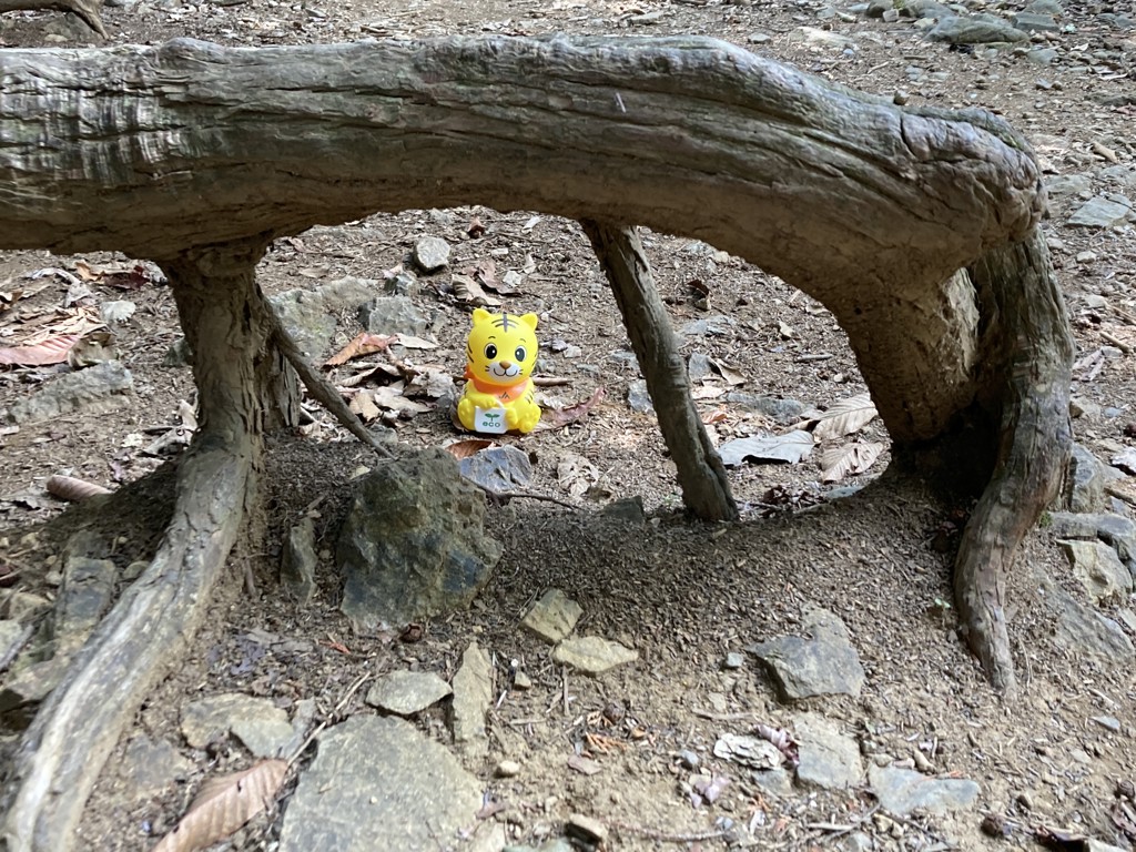 投稿写真
