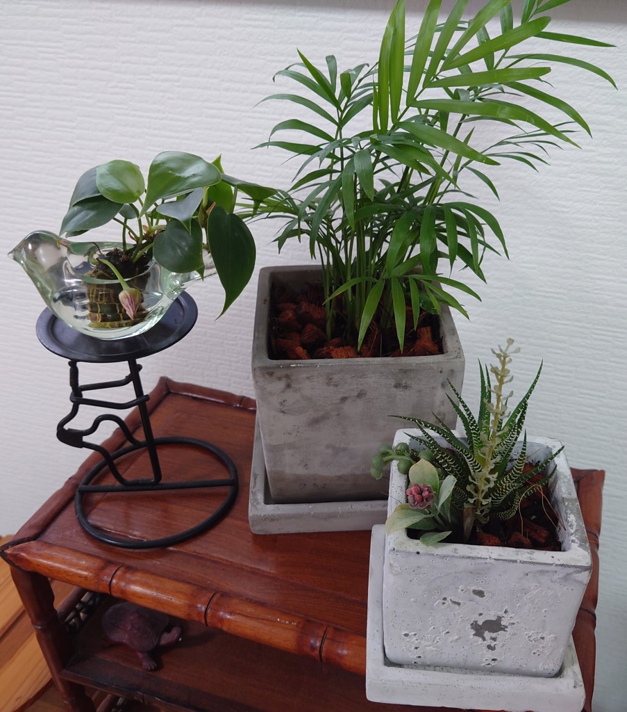 DULTON ONLINE SHOP | SOLID PLANTER CUBE S PLAIN(3号 PLAIN