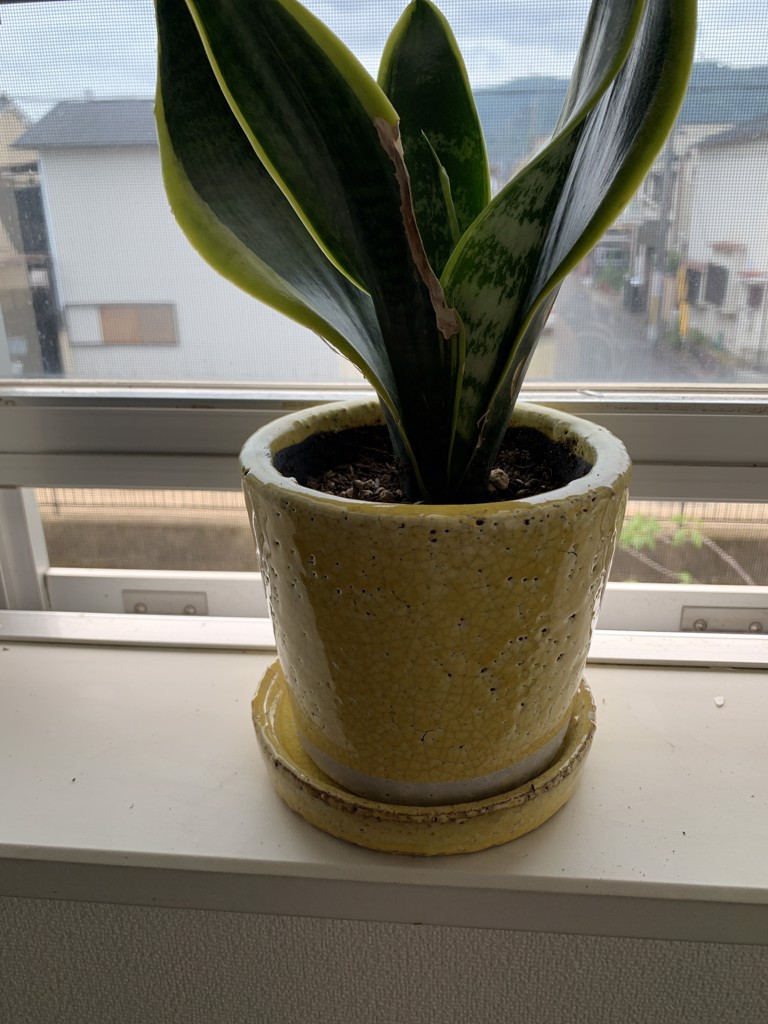 ユーザー写真
