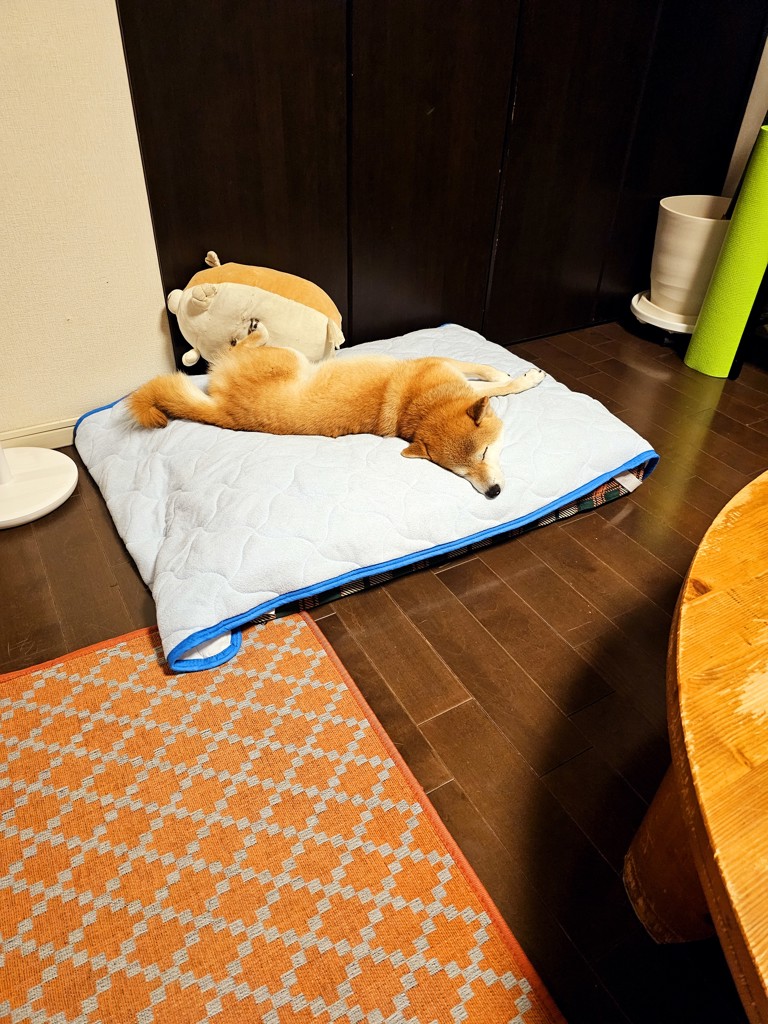 投稿写真