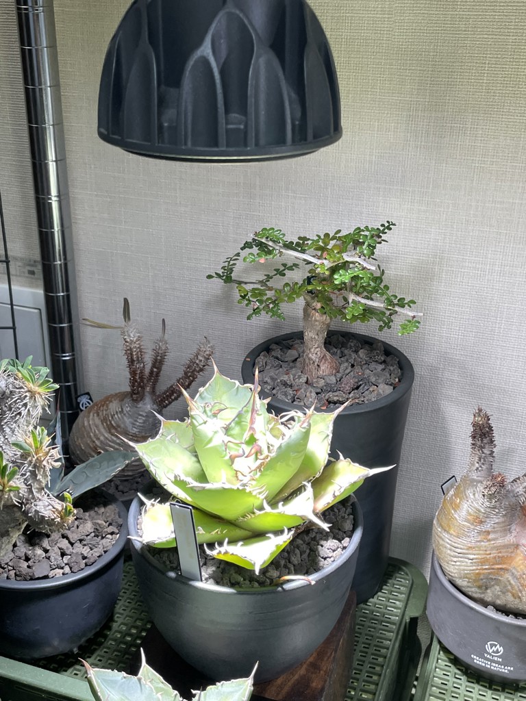 超歓迎 ヘリオスグリーンLED 植物用LEDライト ヘリオス アガベ