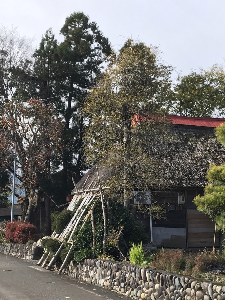 投稿写真
