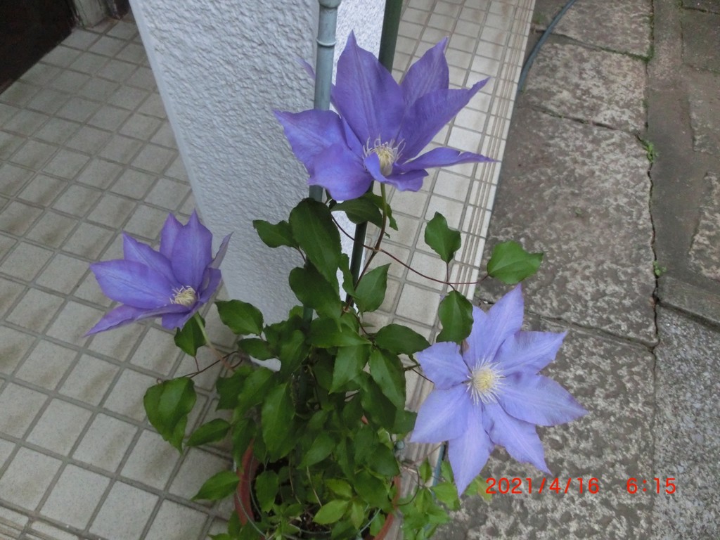 ユーザー写真
