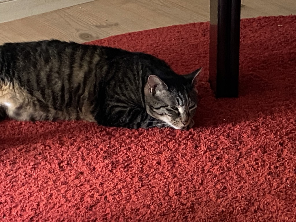 投稿写真