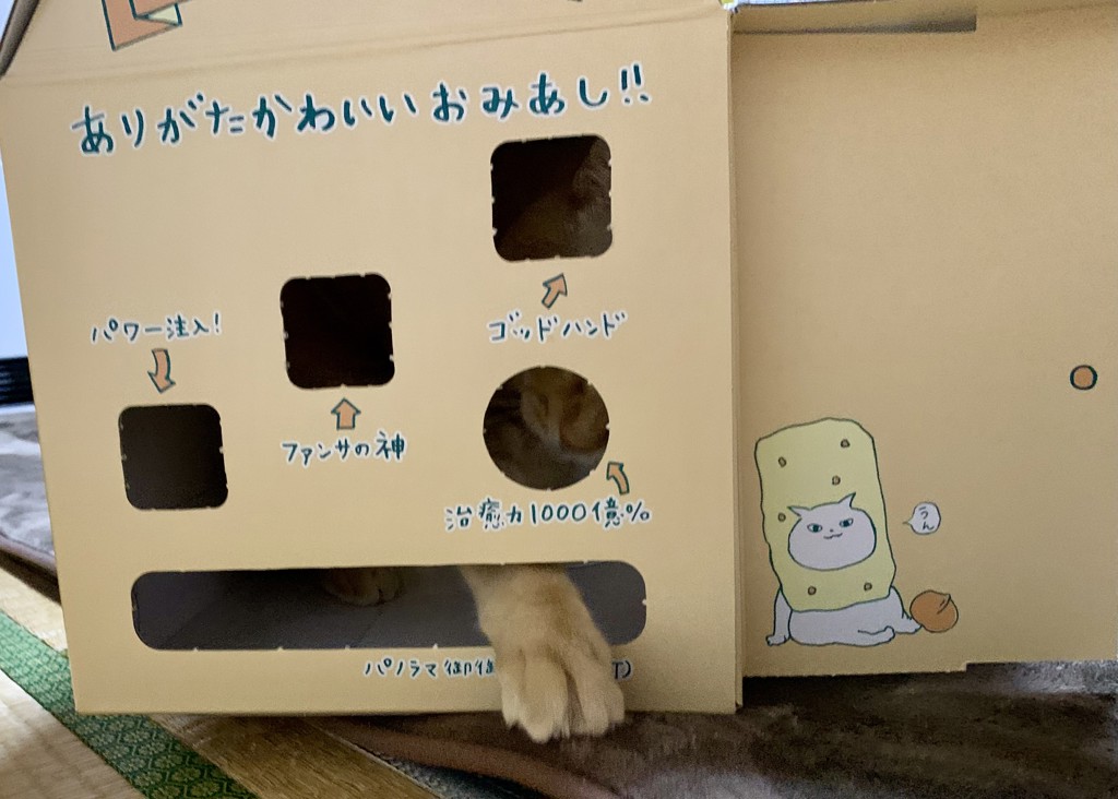 投稿写真